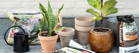 Ompotning af stueplanter