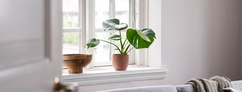 Plante i vindueskarm