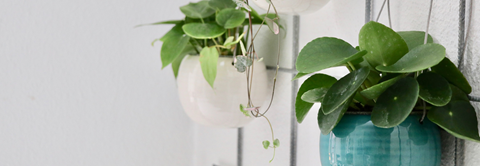 Plantorama | Sådan indretter du med hængeplanter