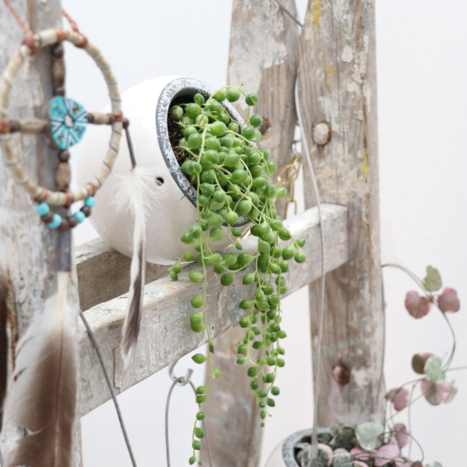 Plantorama | Sådan indretter du med hængeplanter