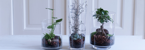 Lav dit eget plateterrarie - Plantorama