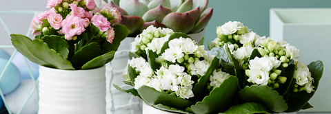 Få inspiration til forårsdekorationer med blosmter hos Plantorama