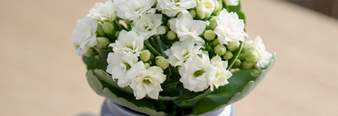 Få inspiration til Queen blomster hos Plantorama