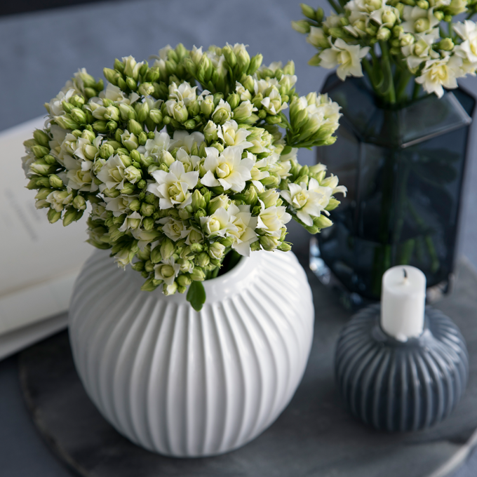 Få inspiration til Queen blomster hos Plantorama