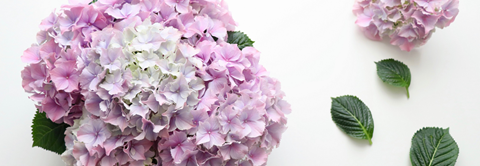 Plantorama | Sådan laver du borddekorationer med hortensia