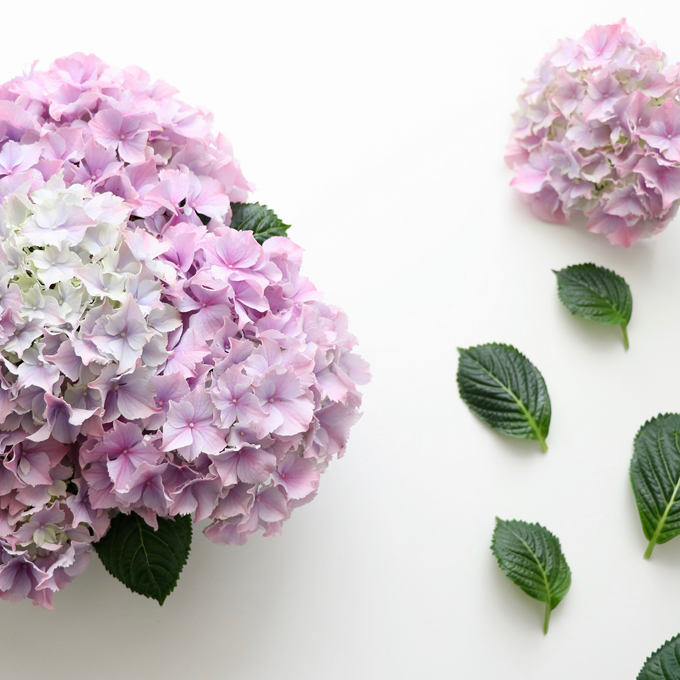 Plantorama | Sådan laver du borddekorationer med hortensia