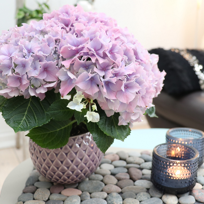 Plantorama | Sådan laver du borddekorationer med hortensia