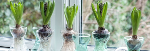 Plantorama | Vinterhygge med løgblomster