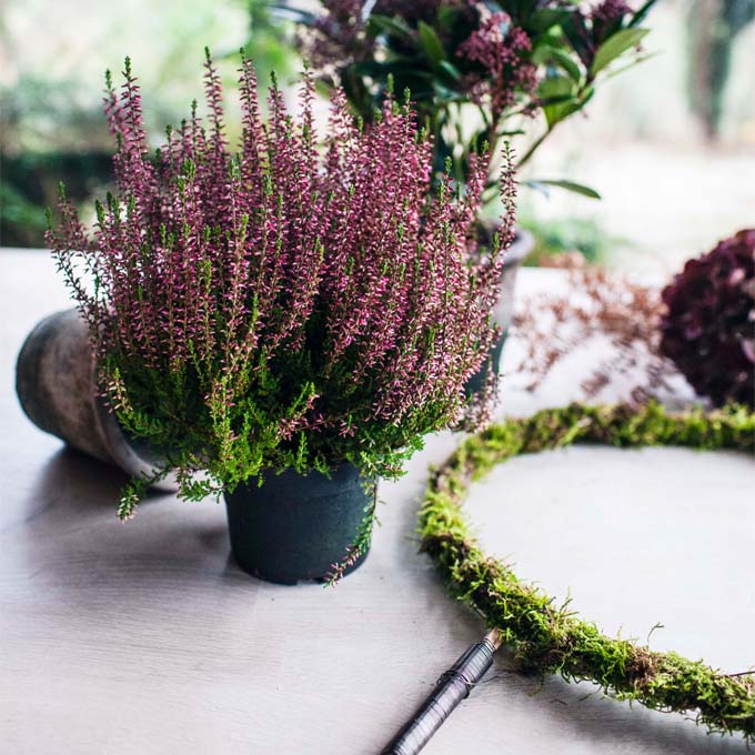 Vinterkrans i forårsforklædning - Plantorama