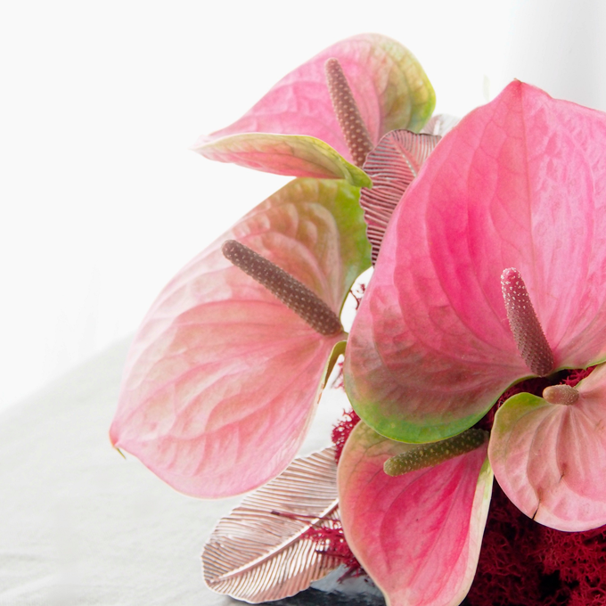 DIY til advent: Blomstrende og nem adventsdekoration - Plantorama