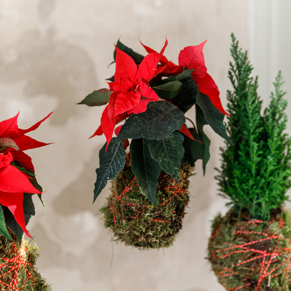 Svævende juledekoration med julestjerner - Plantorama