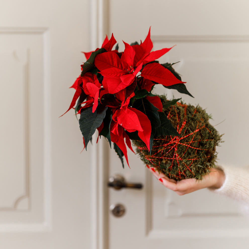 Svævende juledekoration med julestjerner - Plantorama