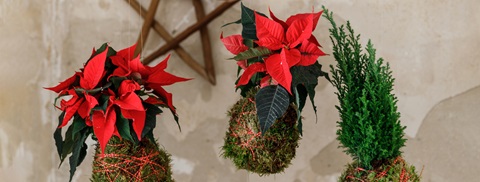 Svævende juledekoration med julestjerner - Plantorama