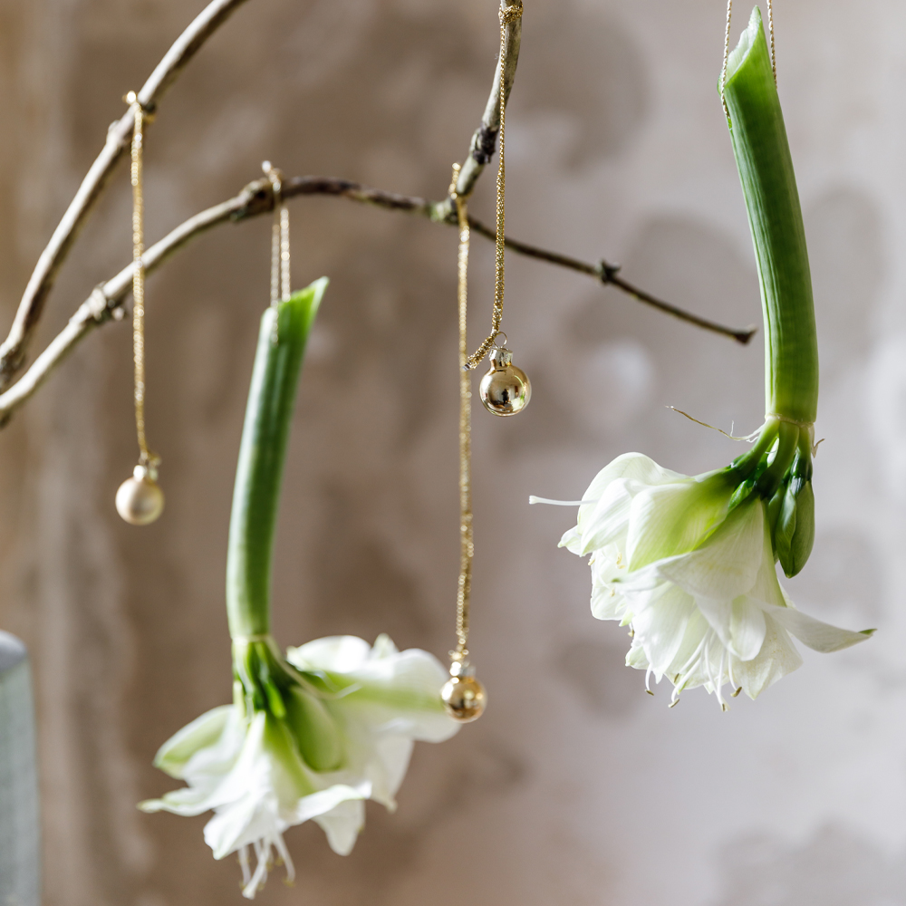 Vend julebuketten på hovedet og skab opsigt - Plantorama