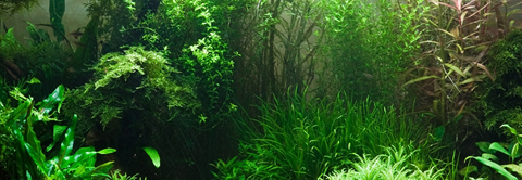 Plantorama | 3 tips til succes med akvarieplanter