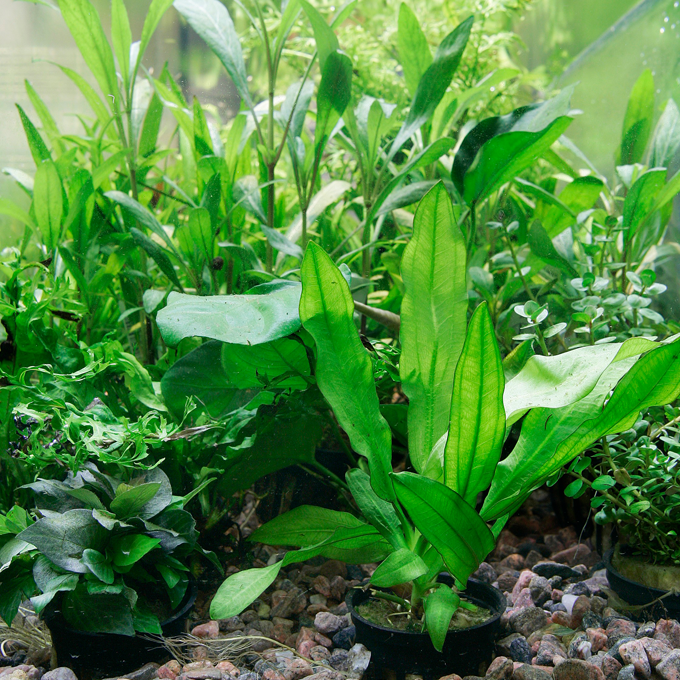 Plantorama | 3 tips til succes med akvarieplanter