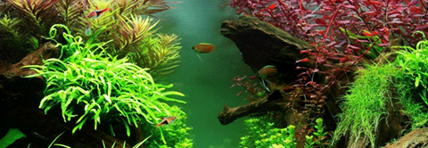 Få gode råd til aquascaping hos Plantorama