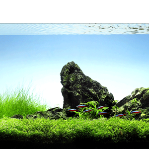 Få gode råd til aquascaping hos Plantorama