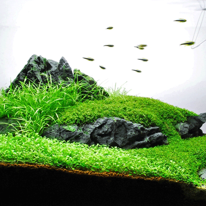 Få gode råd til aquascaping hos Plantorama