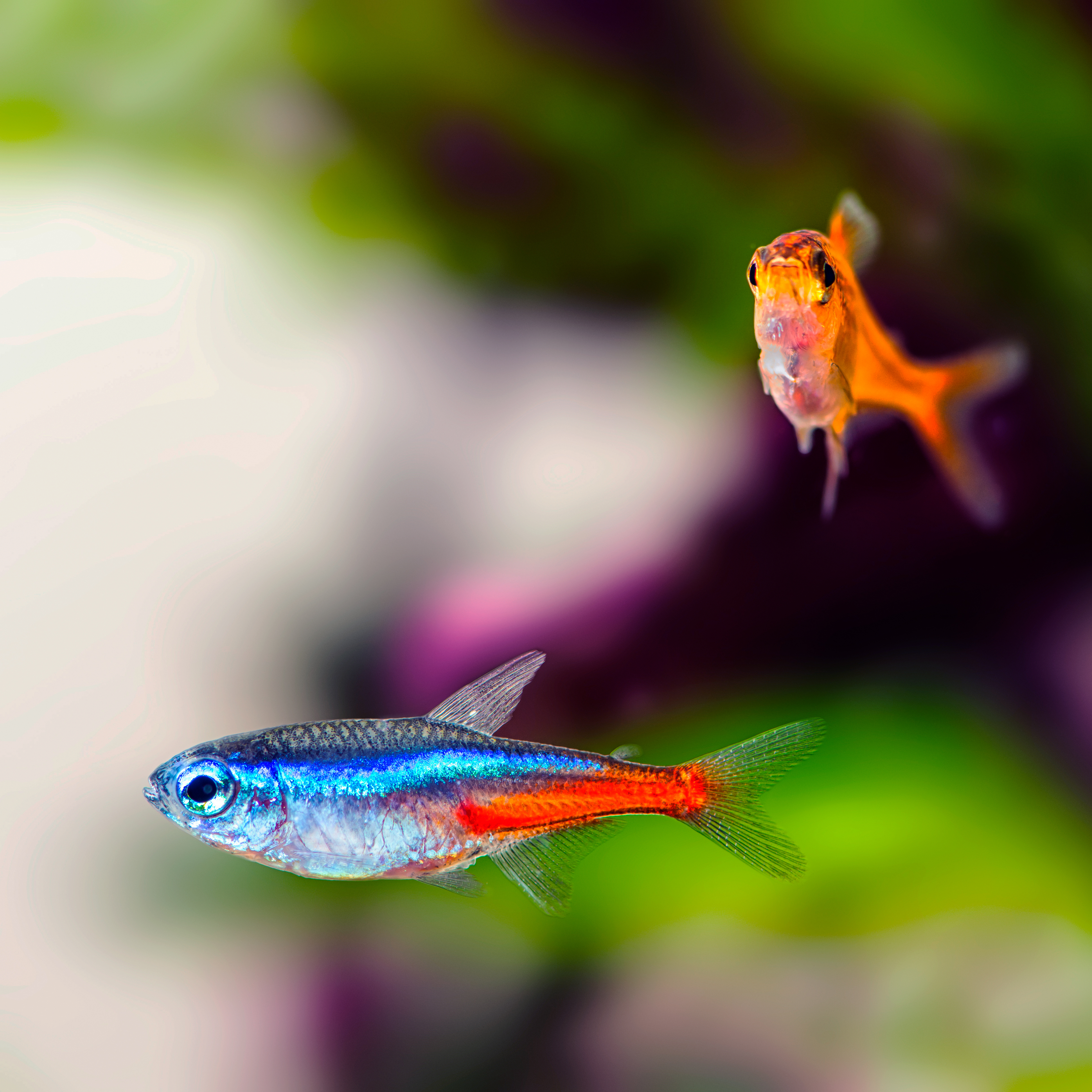 Akvariefisk