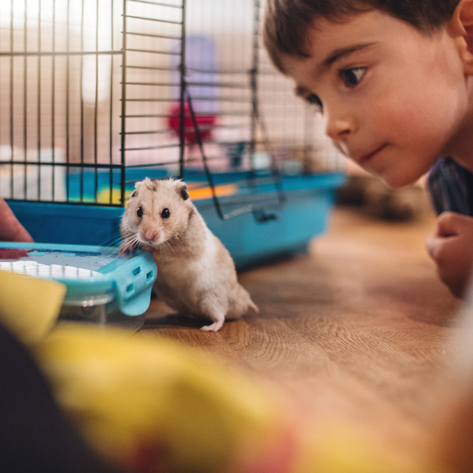 Pasning af hamster - Plantorama