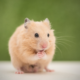 Pasning af hamster - Plantorama