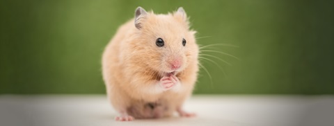 Hamster