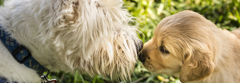 Plantorama | 3 tips til når hunde skal hilse på andre
