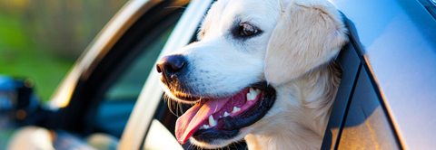 Få gode råd til hund i bilen - Plantorama