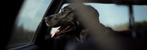 Hund med på ferie