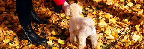 Plantorama | 4 tips til fodring af overvægtig hund
