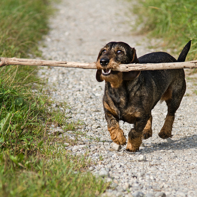 Plantorama | 4 tips til fodring af overvægtig hund