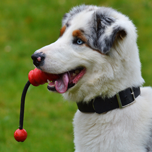 Plantorama | 4 tips til fodring af overvægtig hund