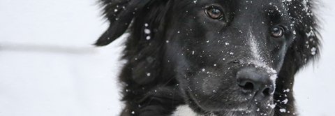 Plantorama | Råd til hunde og vinter