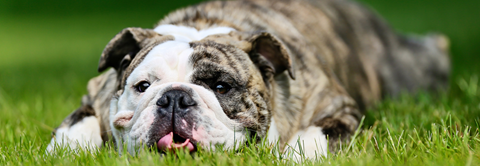 Plantorama | Sådan undgår du en overvægtig hund