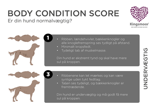 Plantorama | Sådan undgår du en overvægtig hund