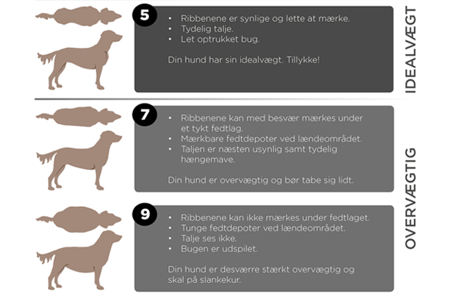 Plantorama | Sådan undgår du en overvægtig hund