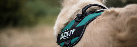 Tips til valg af hundesele - Plantorama