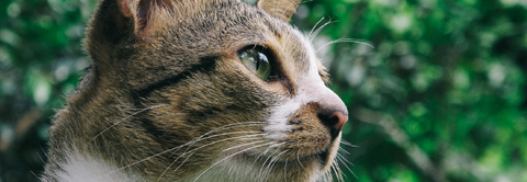 Få gode råd til katte hos Plantorama