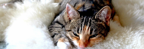 Plantorama | Kattesygdomme: Det betyder kattens symptomer