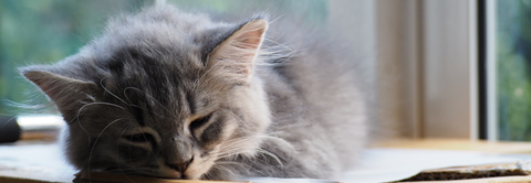 Plantorama | Når katten er alene hjemme