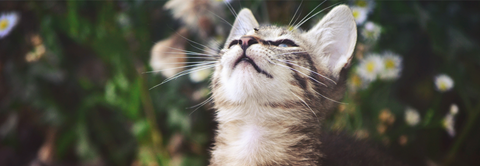 Sådan bruger katten sine sanser - Plantorama