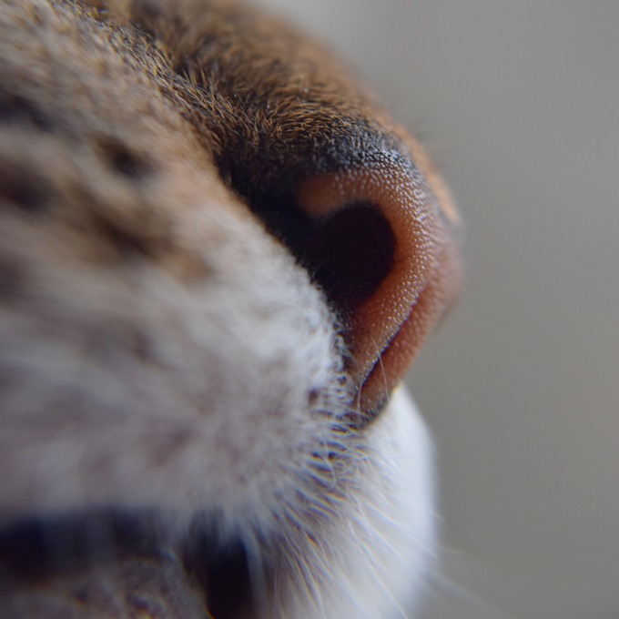 Sådan bruger katten sine sanser - Plantorama