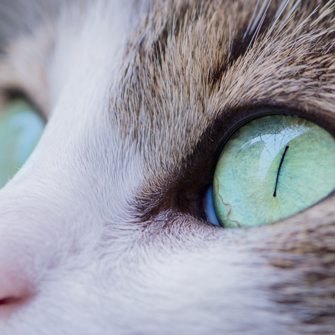 Sådan bruger katten sine sanser - Plantorama