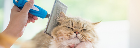 Plantorama | 4 tips til god pelspleje hos katte