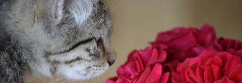 Plantorama | Her er de planter, katte ikke kan tåle