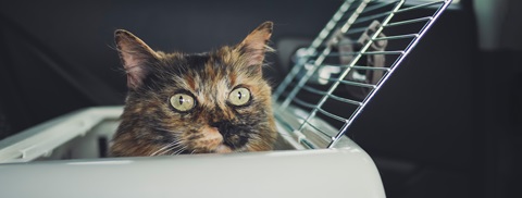 Få huskelisten til når katten skal med på ferie