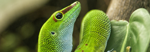 Få gode råd til daggekko hos Plantorama