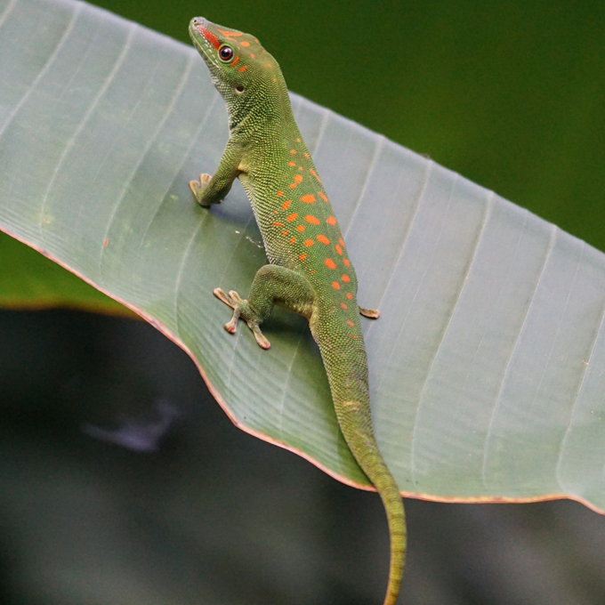 Få gode råd til daggekko hos Plantorama