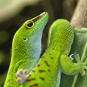 Få gode råd til daggekko hos Plantorama